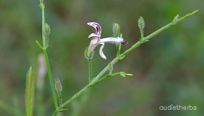 Andrographis panicultata flower1.jpg